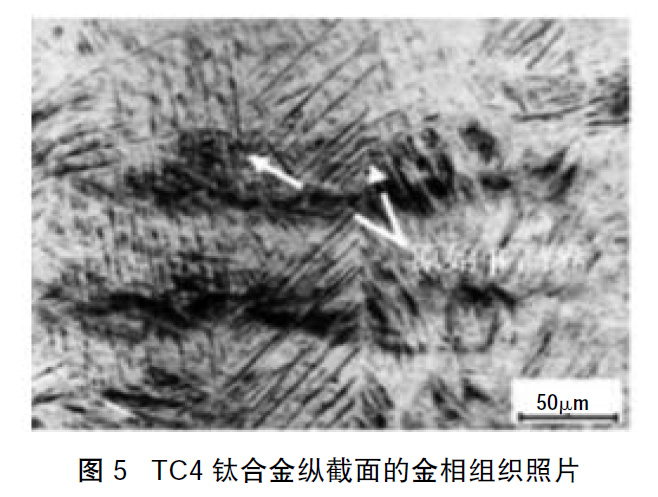 1660661250700589.jpg t5.jpg